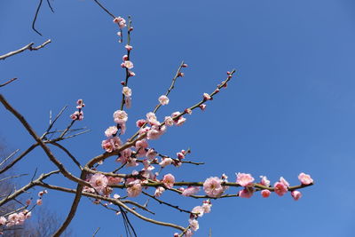 Low angle view of cherry blossom against blue sky