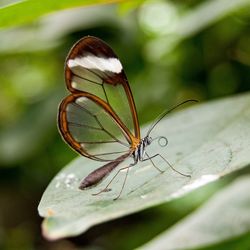 Close-up of butterfly on leaf