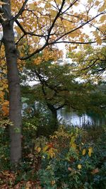 Trees in forest