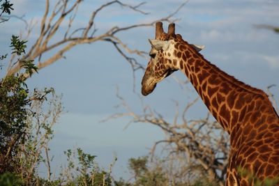 Low angle view of giraffe against sky