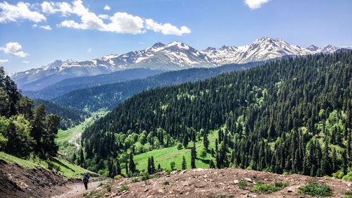 Scenic view of pine trees and mountains against sky