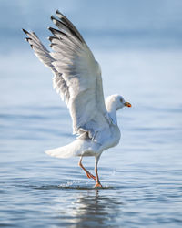 Close-up of seagull