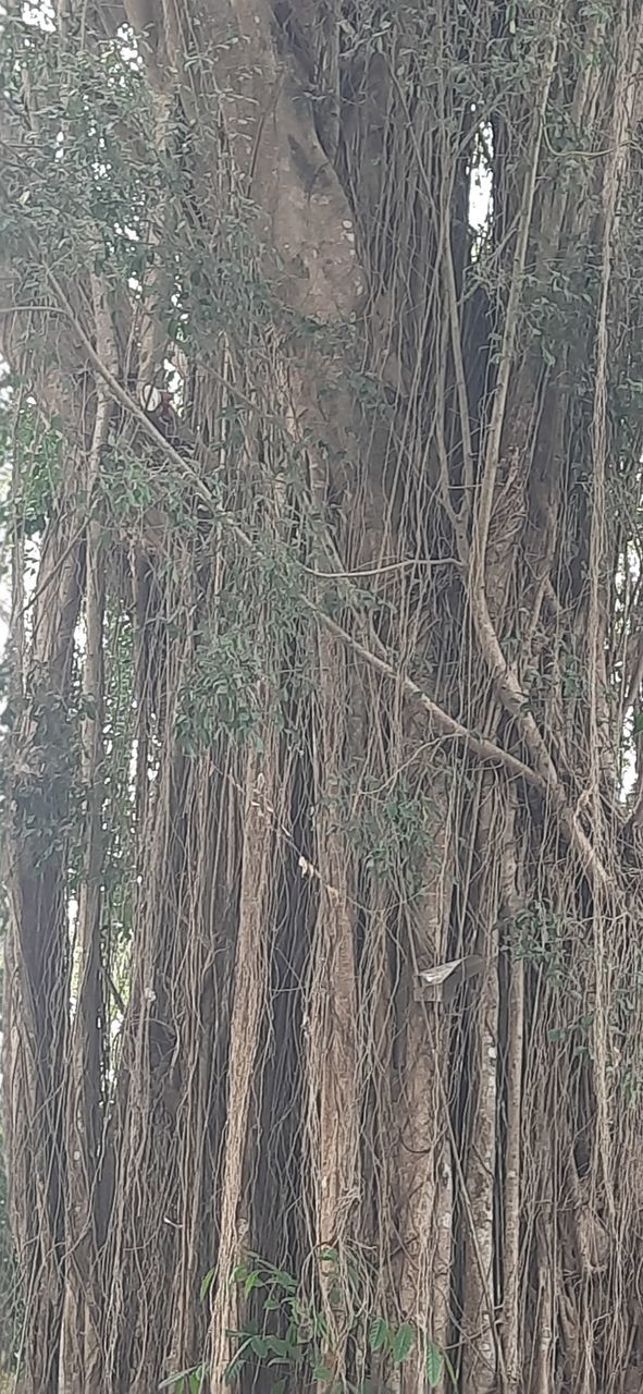 full frame, no people, backgrounds, day, nature, pattern, plant, high angle view, soil, outdoors, textured, tree, land, close-up, tranquility, beauty in nature