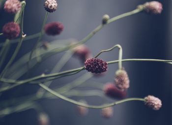 Close-up of red berries on plant