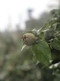 Close-up of fruits on tree