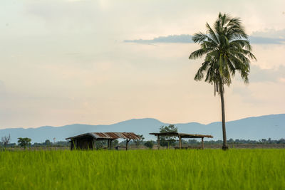 Palm trees on field against sky at sunset