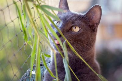 Grey cat looking somewhere and licking grass. protective net on the background.funny face. curiosity