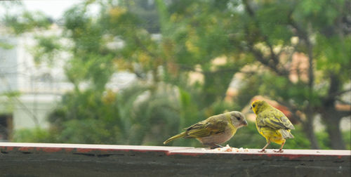 Birds perching on railing