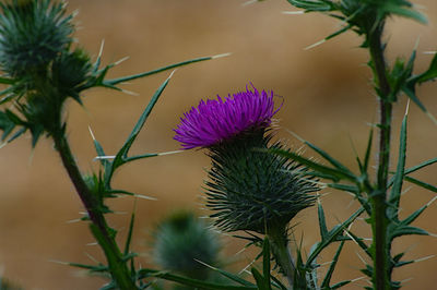 Close-up of purple thistle flowers