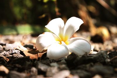 Close-up of white flowers