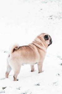 Dog standing on snow covered land