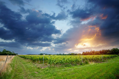 Scenic view of agricultural field against sky