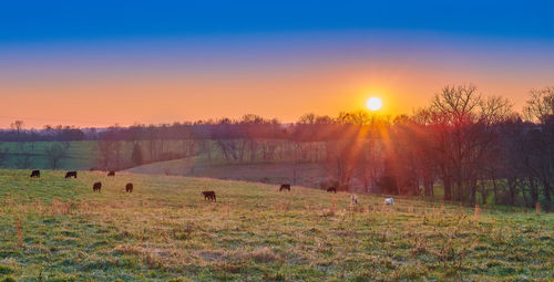 Scenic view of field against sky during sunset