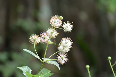 Close-up of flower