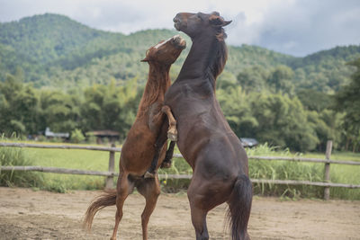 Horse in the field