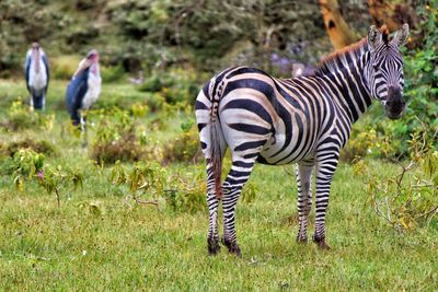 Zebra standing on grassy field