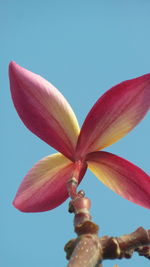 Close-up of pink lily against blue sky