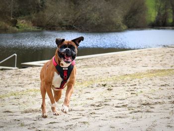 Portrait of dog sticking out tongue at beach