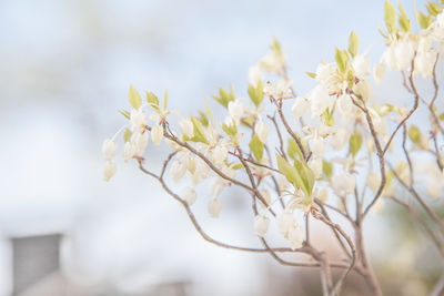 Close-up of white flowering plant