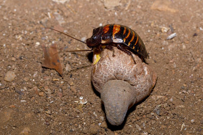 Close-up of insect on rock