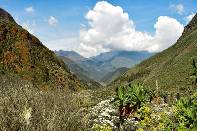 Panoramic view of bujuku valley against sky at rwenzori mountains, uganda 