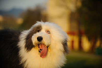 Close-up portrait of dog