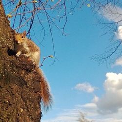 Low angle view of cat sitting on tree against sky