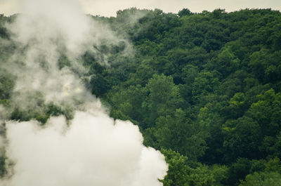 Scenic view of trees in forest against sky