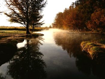 Reflection of trees in water