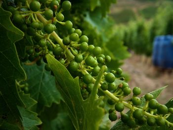 Close-up of grapes growing on plant