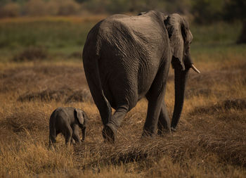 Side view of elephant family walking on field
