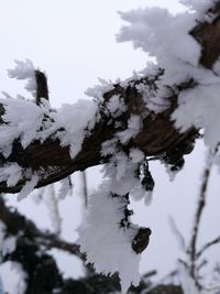 Low angle view of frozen tree against sky