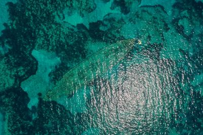 View of fish underwater