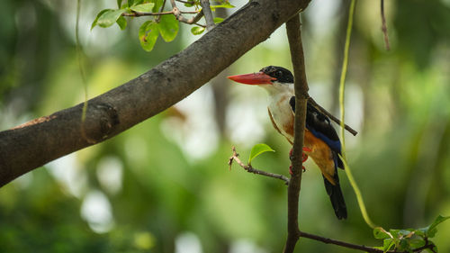 Bird perching on a tree