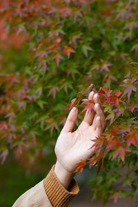 Midsection of person holding autumn leaves
