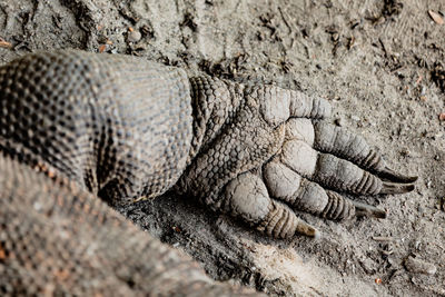 Close-up of a turtle