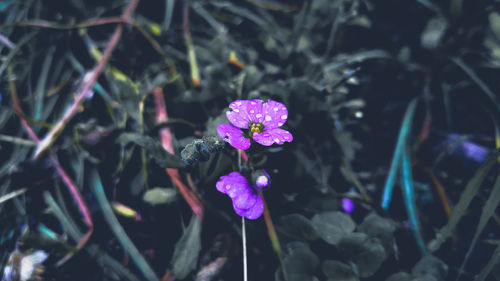 Close-up of purple flowering plant