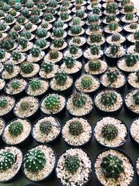 Full frame shot of succulent plants