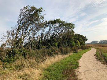 Trees growing on field against sky