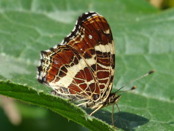 Close-up of butterfly perching on leaf