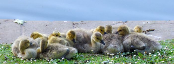 Goslings lying together next to a lake