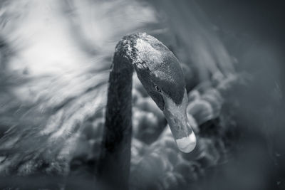 Close-up of fish swimming underwater