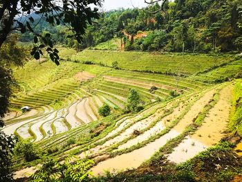 Scenic view of agricultural field against sky