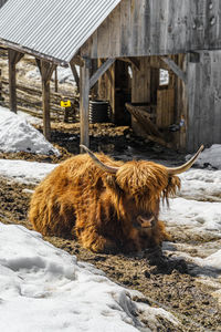View of an animal on snow covered field