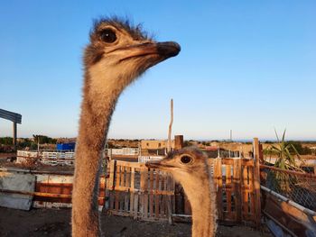 Horse looking away against clear sky