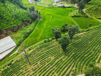 agriculture