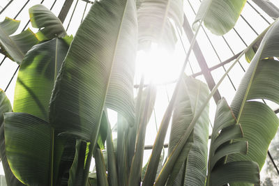 Low angle view of palm leaves