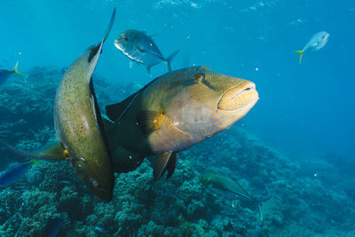 High angle view of fish swimming in sea