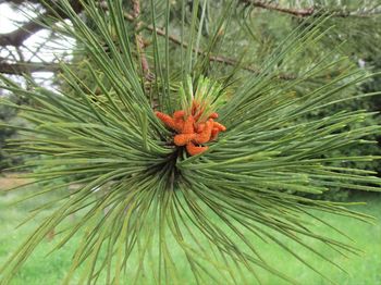 Close-up of pine cones on tree