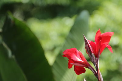 Close-up of red flowering plant